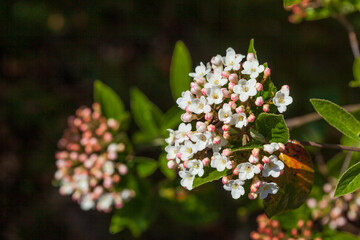 Weisse bl&uuml;hende Blumen mit Knospen im fr&uuml;hling, Deutschland