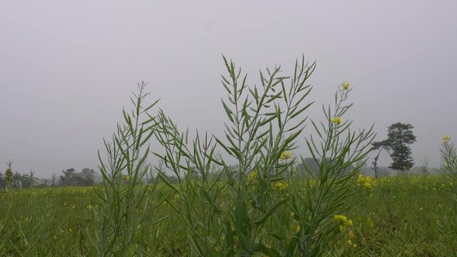 Indian mustard (Brassica juncea) plants with bright yellow flowers in field