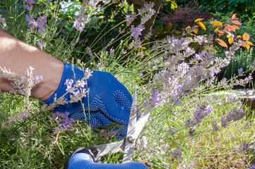 Gardener cutting blooming lavender with sharp scissors in a sunny garden