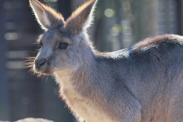 Fototapeta premium カンガルー