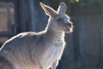 カンガルー © kosumi