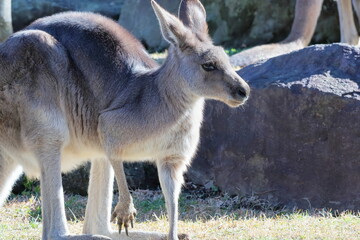 Fototapeta premium カンガルー