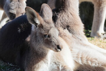 Fototapeta premium カンガルー