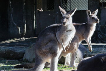 カンガルー © kosumi