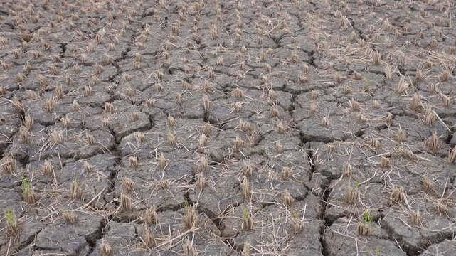 rice field suffering from severe drought