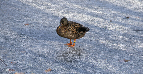 Female Mallard duck standing on frozen pond ice