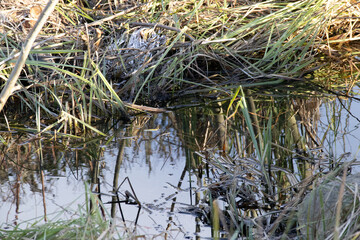 Close up of wetland water surface with reeds and grass in winter