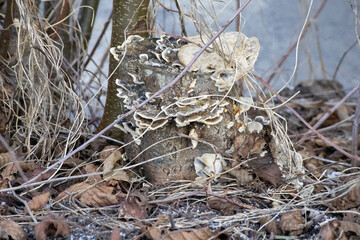 Old tree stump covered in wild bracket fungi and dry leaves