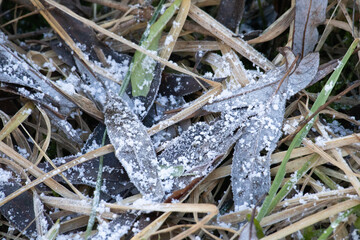Close up of frost covered dry leaves and grass on the ground in winter