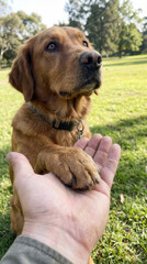 Heartwarming bond between human and dog in a park setting