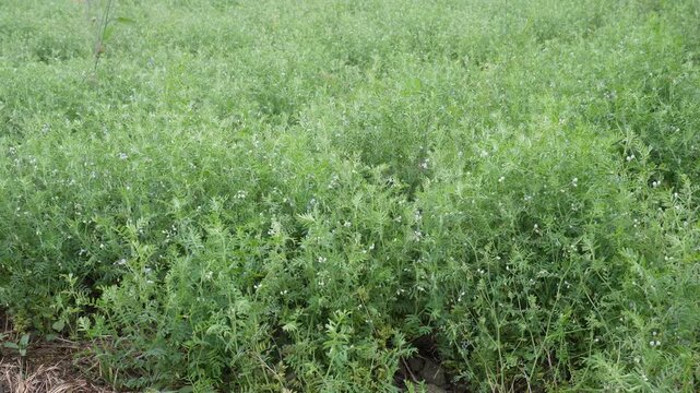 field of lentil plants