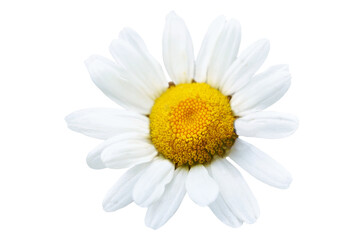 White flower daisy camomile chamomile in PNG isolated on transparent background