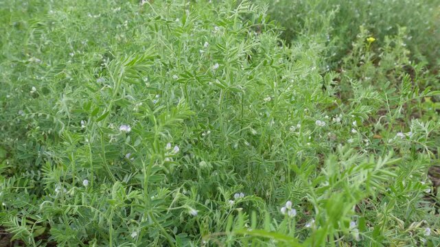 Lentil crops (Lens culinaris) thrive in fields