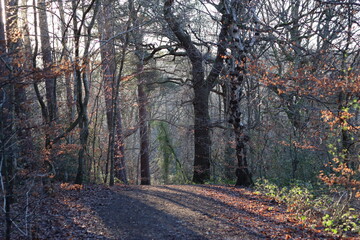 Obraz premium Path through a woodland in winter