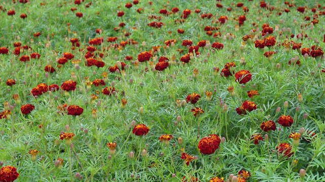 Marigolds (genus Tagetes) thrive in fields with their vivid annual and perennial blooms
