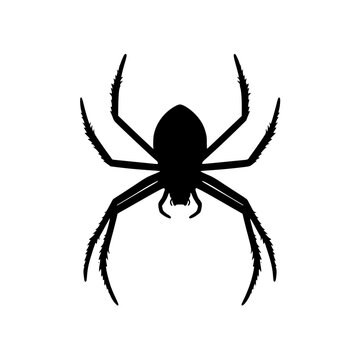 Black widow spider silhouette on white background vector illustration