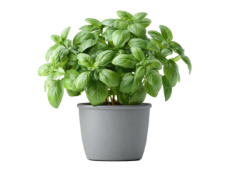 A vibrant, healthy basil plant flourishing in a simple gray pot against a black background