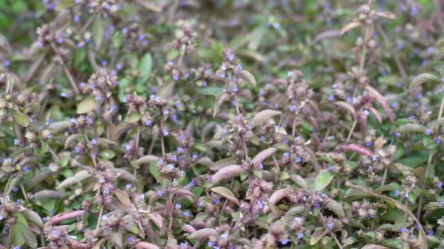 Comb Rungia or Rungia pectinata is a small herbaceous plant