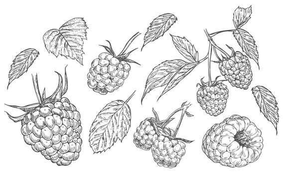 Hand drawn berry. Raspberry on white background. Vector sketch illustration