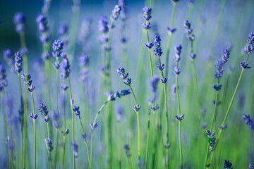 Lavender plant ( Lavandula)