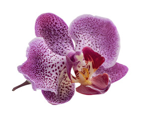 A close-up shot of a delicate orchid flower, with purple petals and small spots