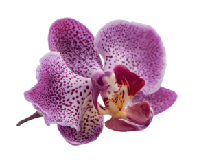 A close-up shot of a delicate orchid flower, with purple petals and small spots