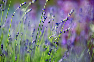 Lavender plant ( Lavandula)