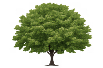 Green tree with lush foliage and thick trunk growing, isolated on transparent background, symbolizing nature and ecology