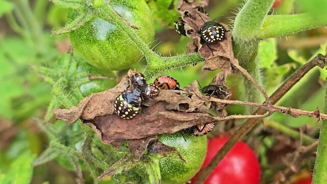 Extreme close up of stink bug nymphs resting on leaf among green and red tomatoes