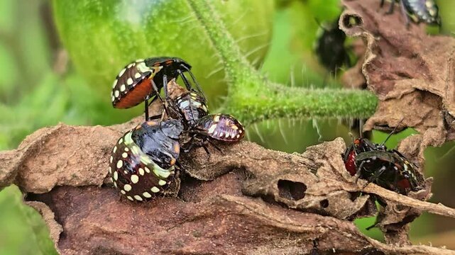 Extreme close up of stink bug nymphs moving on dead leaf, showing size variation