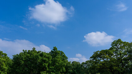 Obraz premium Clear blue sky above lush green trees on a bright sunny day.