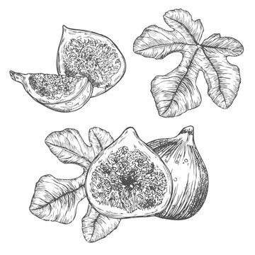 Hand drawn fig black and white line art doodle on transparent background for creativity, icons, tattoo, fabric, prints, packaging