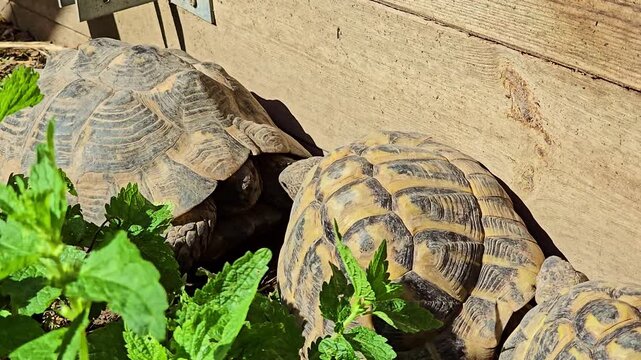 Close-up of three land tortoises in grass beside a wooden fence, with one tortoise approaching another, causing it to retract its head, while a third attempts to climb over it in direct sunlight.