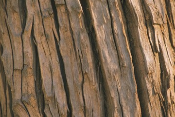 Detailed close-up macro view of weathered, cracked tree bark texture showcasing natural organic patterns and rough surfaces