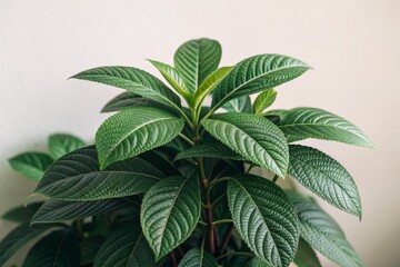 Vibrant Green Houseplant with Lush, Textured Leaves