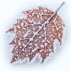 Frosty red leaf on snowy background winter scene