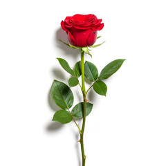Beautiful red rose with green leaves on white background