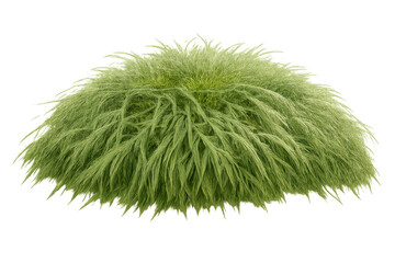 Green ornamental grass bush isolated on transparent background for landscape design or architectural rendering element