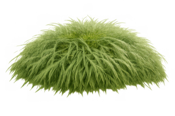 Green ornamental grass bush isolated on transparent background for landscape design or architectural rendering element