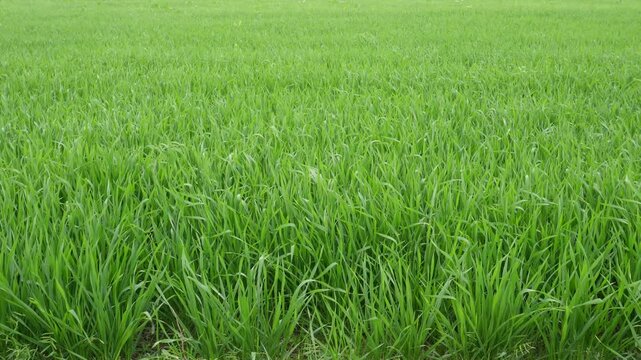 field of young green wheat field plants