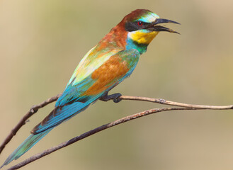 Adult European bee-eaters (Merops apiaster) in breeding plumage are photographed perched on a branch against a blurred background.