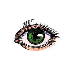 Sketch isolated human eye. Medical aesthetic, dermatology, plastic surgery, beauty salon, cosmetics, skincare concept. Hand drawn vector illustration.