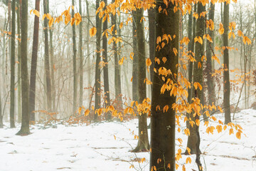 Orange leaves on a tree in a foggy and snowy forest