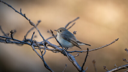 A small and cute bird
