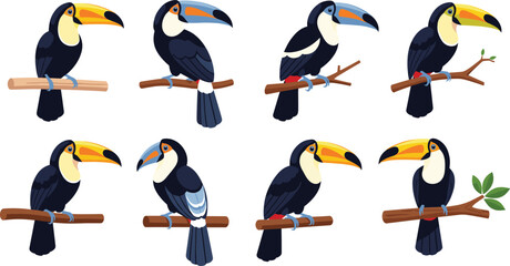 Toucan bird vector set with colorful perched poses tropical wildlife cartoon and realistic illustrations