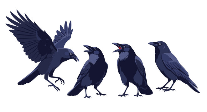 Four Crows Gathered Together on a White Background.
