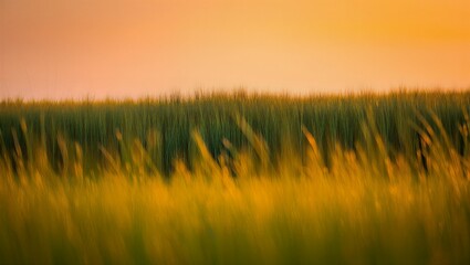 Golden wheat field swaying gently in warm sunset light