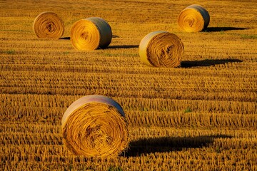 Golden hay bales in a harvested wheat field at sunset