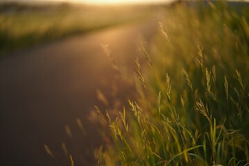 Golden sunrise over serene grassy landscape with winding road