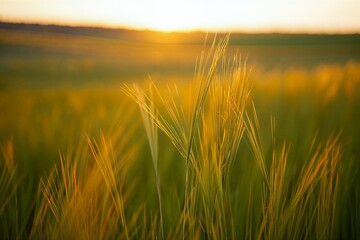 Golden wheat field at sunset with warm sunlight